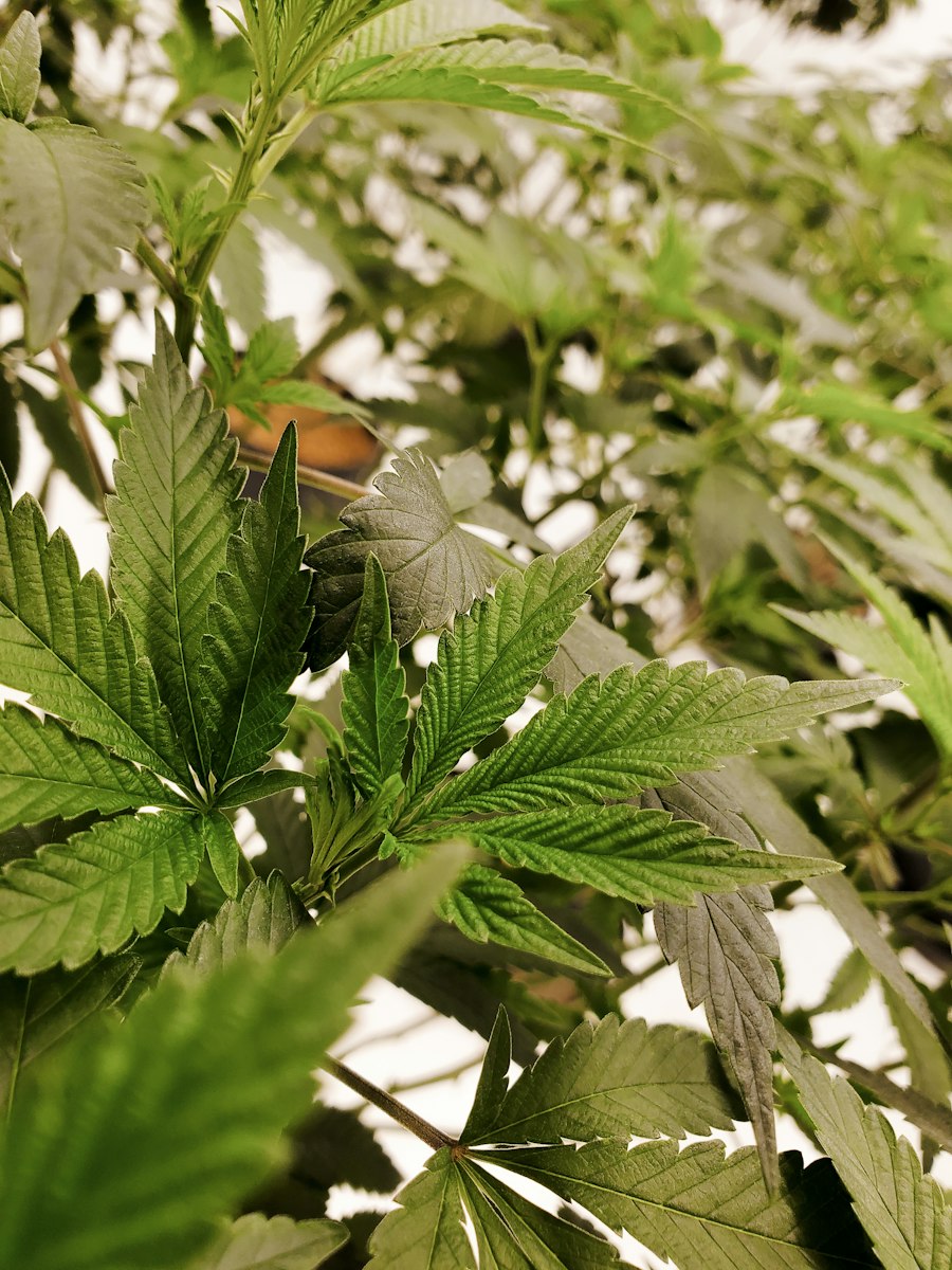 mesh coil